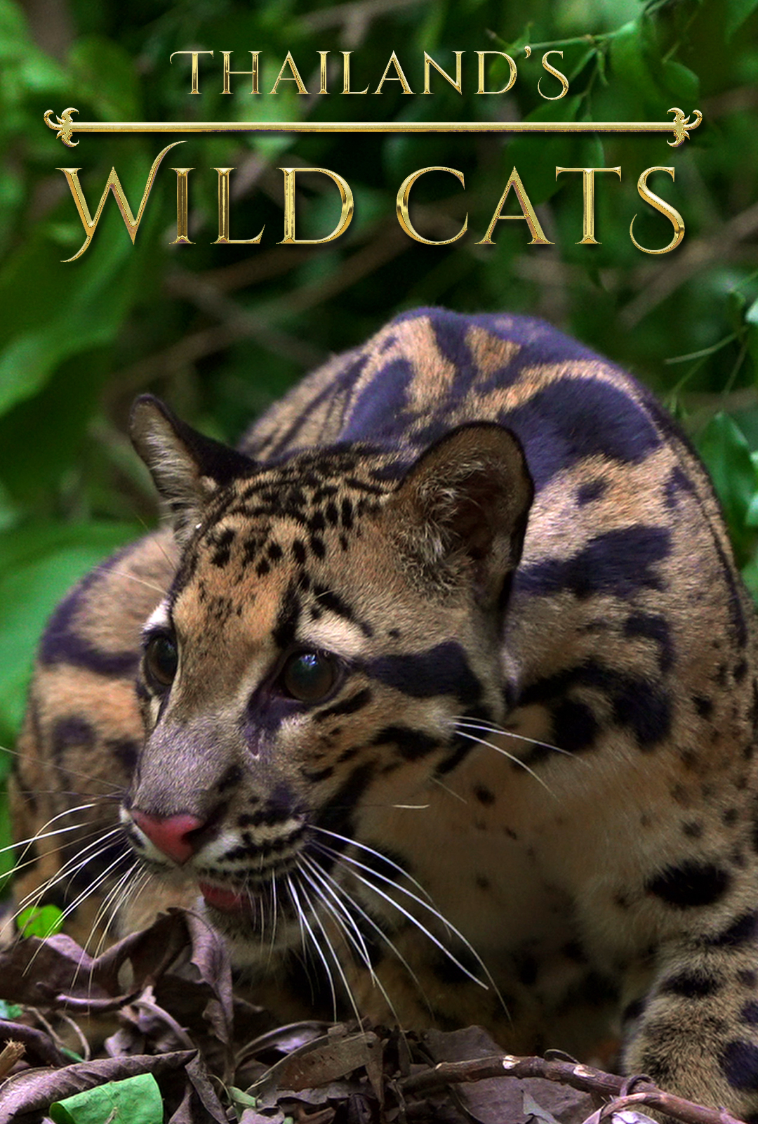 ดูหนัง Thailands Wild Cats (2021)