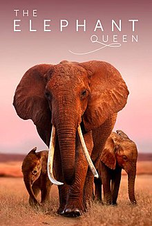 ดูหนังออนไลน์ฟรี The Elephant Queen (2019) หนังเต็มเรื่อง หนังมาสเตอร์ ดูหนังHD ดูหนังออนไลน์ ดูหนังใหม่