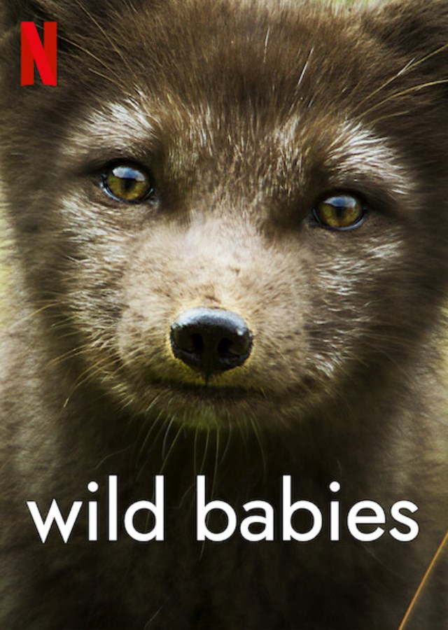 ดูหนังออนไลน์ฟรี Wild Babies (2022) เกิดในป่า ตอน 1-8 (จบ) หนังเต็มเรื่อง หนังมาสเตอร์ ดูหนังHD ดูหนังออนไลน์ ดูหนังใหม่