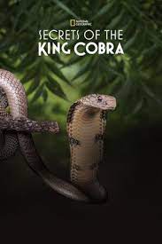 ดูหนังออนไลน์ฟรี Secret of the King Cobra (2010) หนังเต็มเรื่อง หนังมาสเตอร์ ดูหนังHD ดูหนังออนไลน์ ดูหนังใหม่